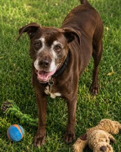 Paws in our Hearts