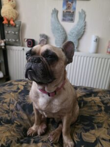 Lulu