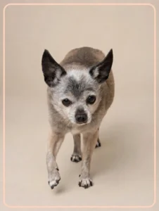 Gizmo Princess