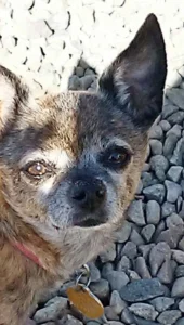 Gizmo Princess