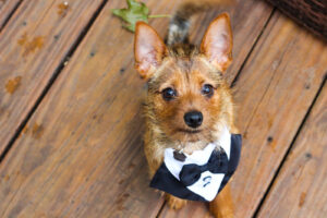 Rudy