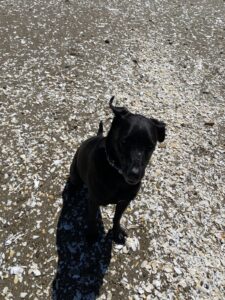 Shadow