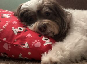 Paisley