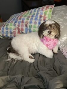 Paisley