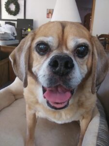 Buddy