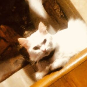 Lil boy, jun 2021 to mar 2026