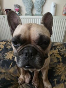 Lulu