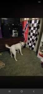 Bear, dec 2017 to sep 2026