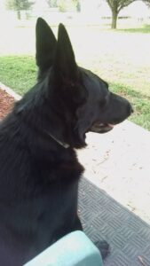 Jaxson