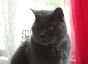 Gandalf, aug 2003 to oct 2014