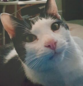 BOLINHA